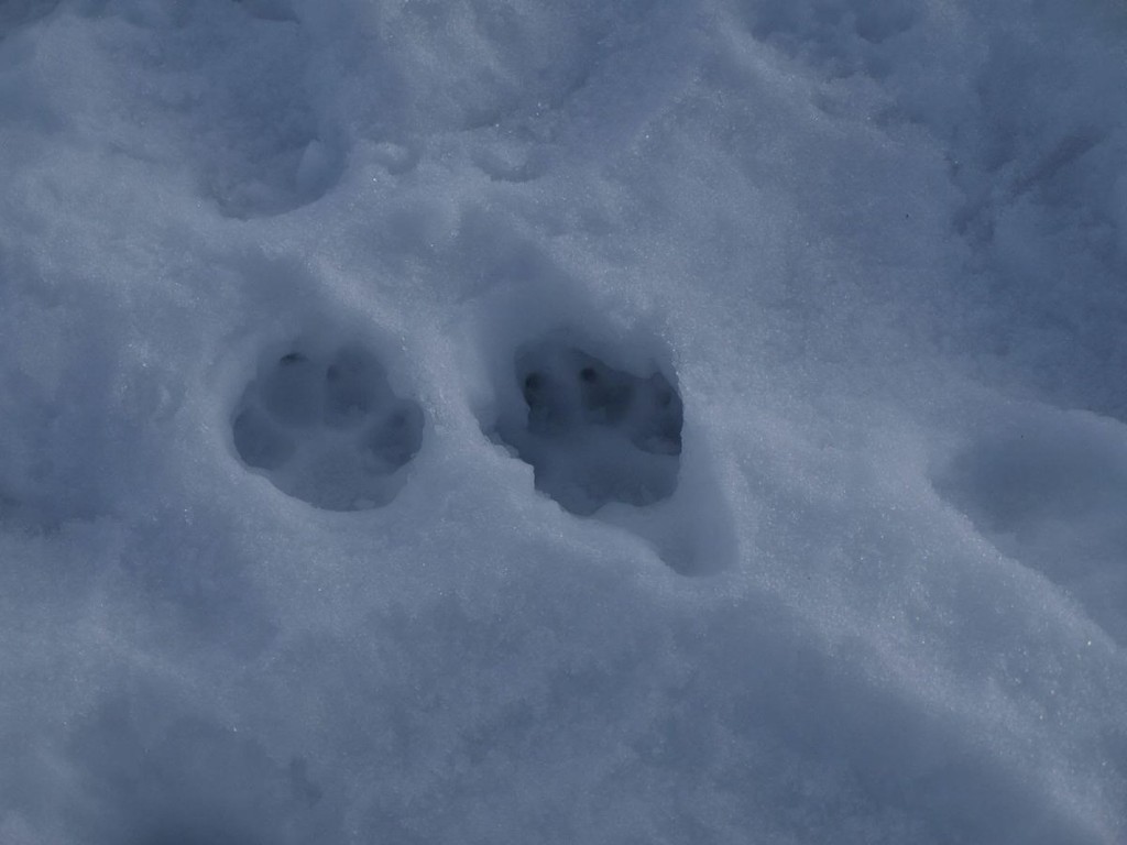 Stopy labiek v snehu.