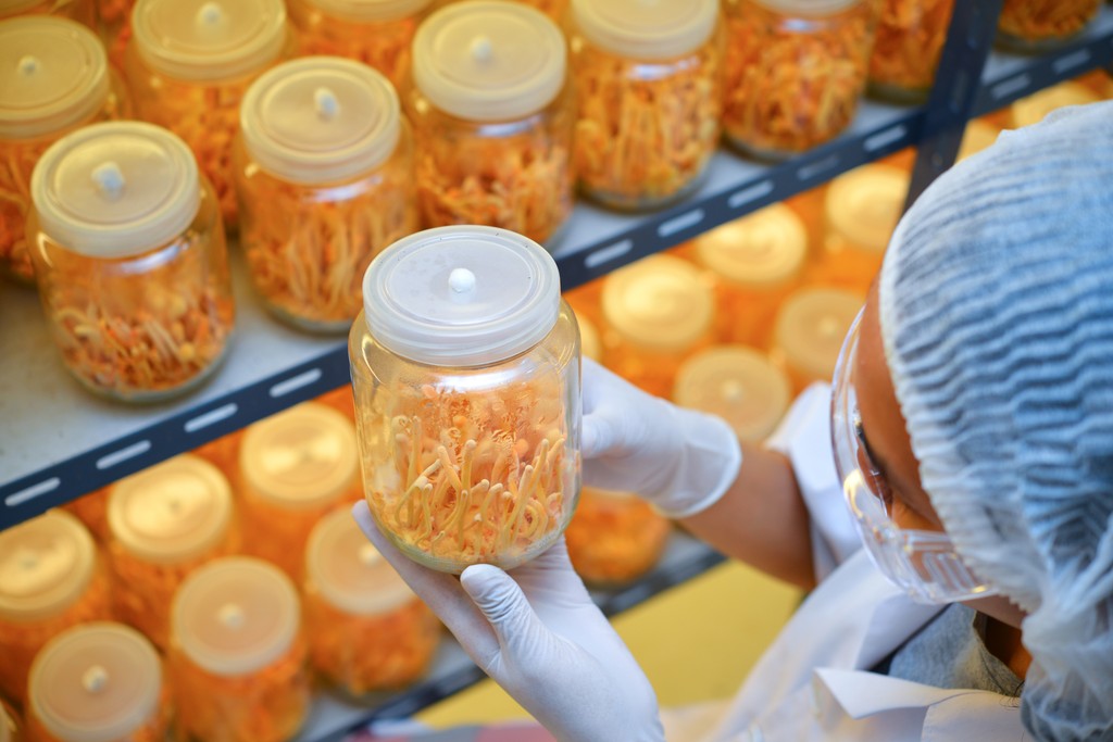 Pestovanie Cordycepsu militaris v laboratórnych podmienkach