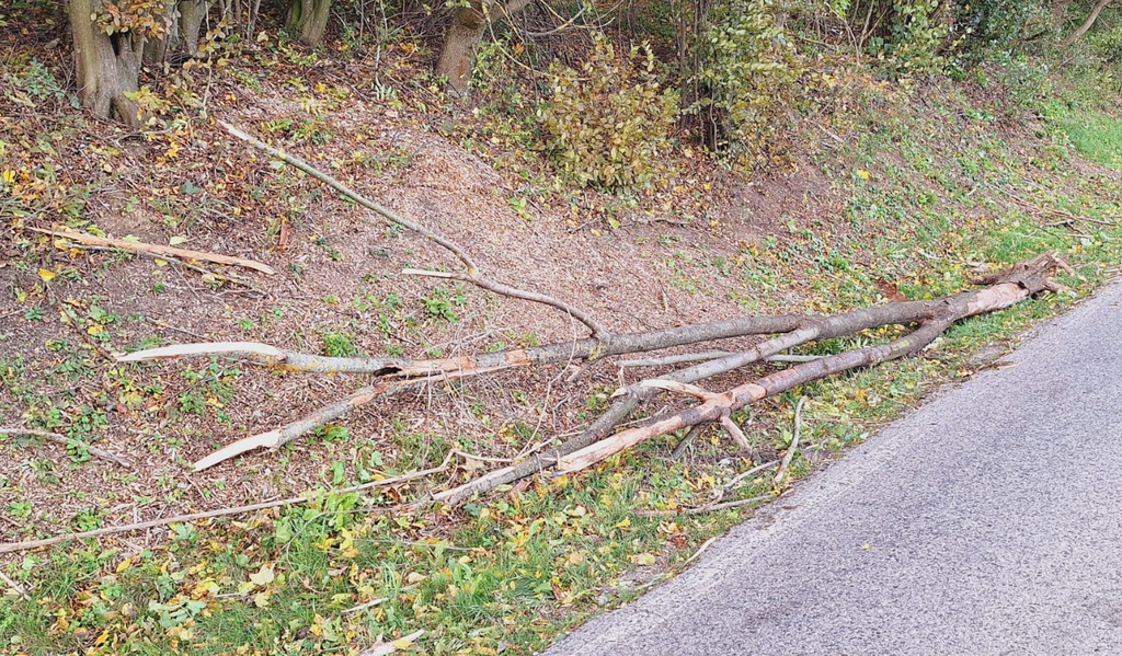 Spadnutý strom, ktorý zničil kapotu auta pri Rohožníku.