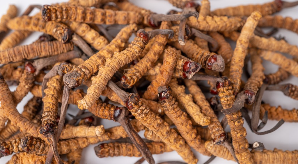 Cordyceps sinensis