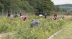 Nie je jej tu veľa. Na východe ponúkajú unikátnu odrodu obľúbeného ovocia