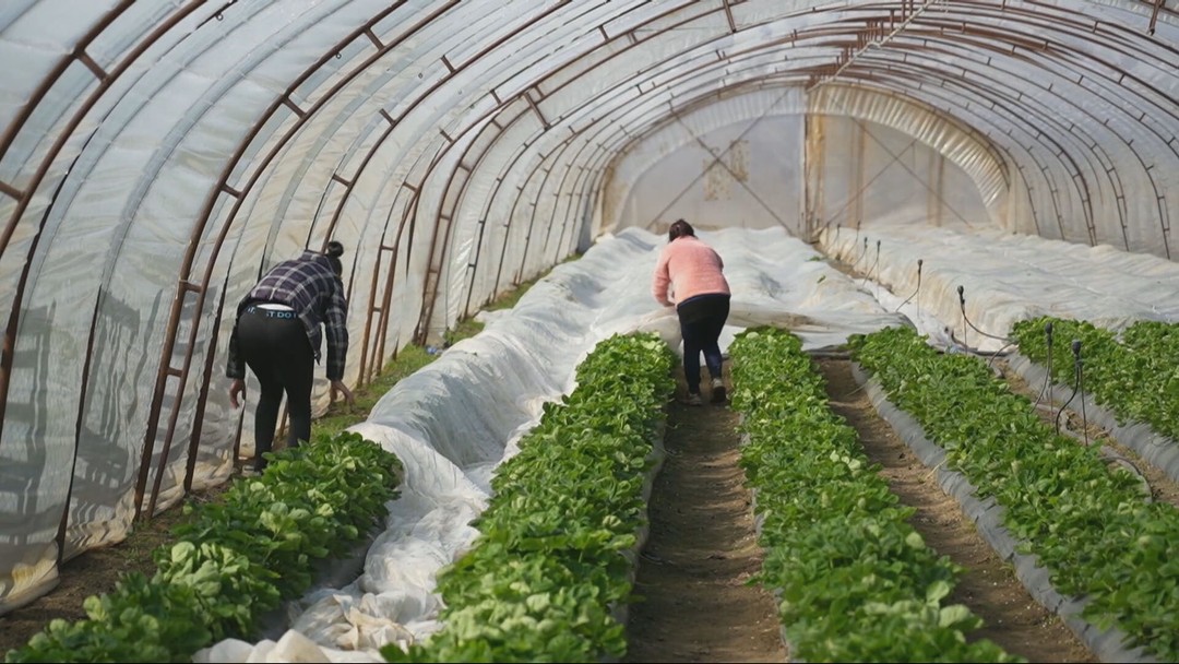 Mrazy ohrozujú úrodu. Pestovatelia rozkladajú piecky