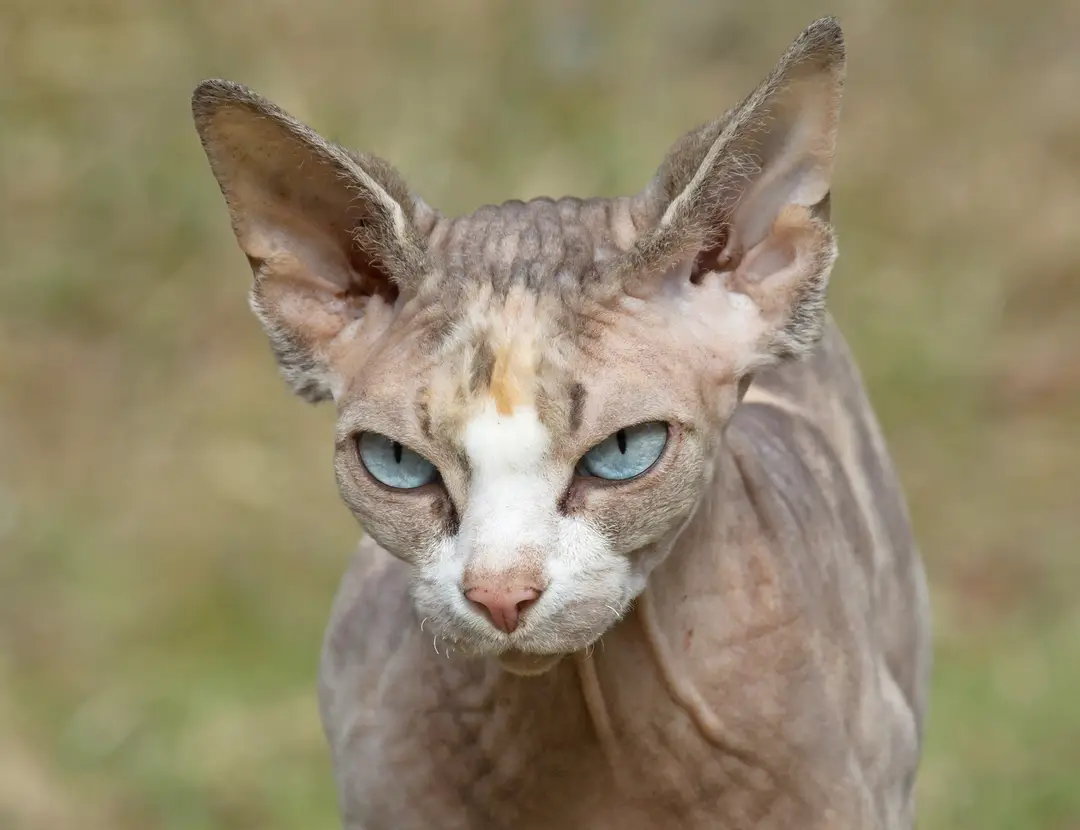 Mačka plemena sphynx.