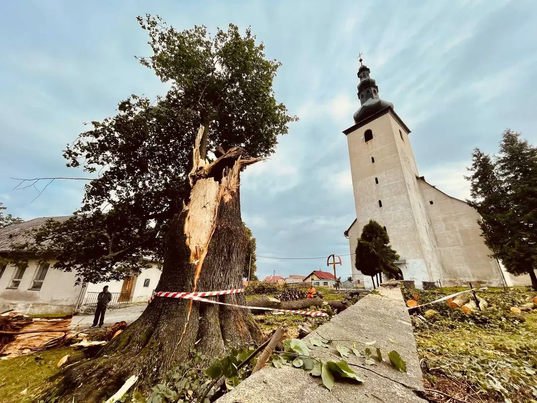 Krásny strom zničila víchrica.