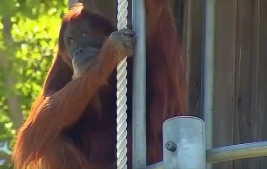 Najstaršia orangutanka na svete Puan zomrela