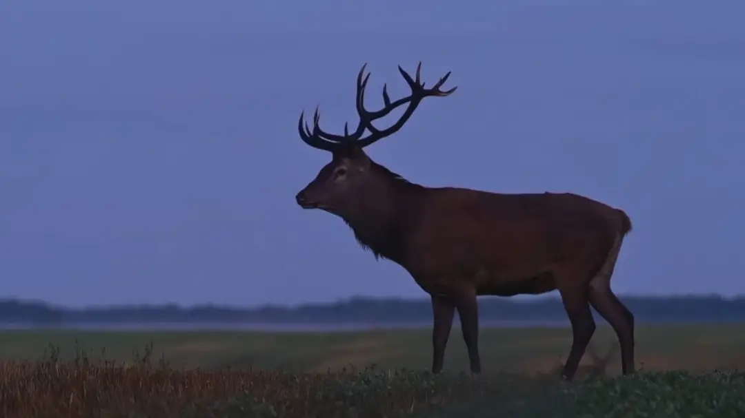 Začalo sa obdobie jelenieho párenia. 