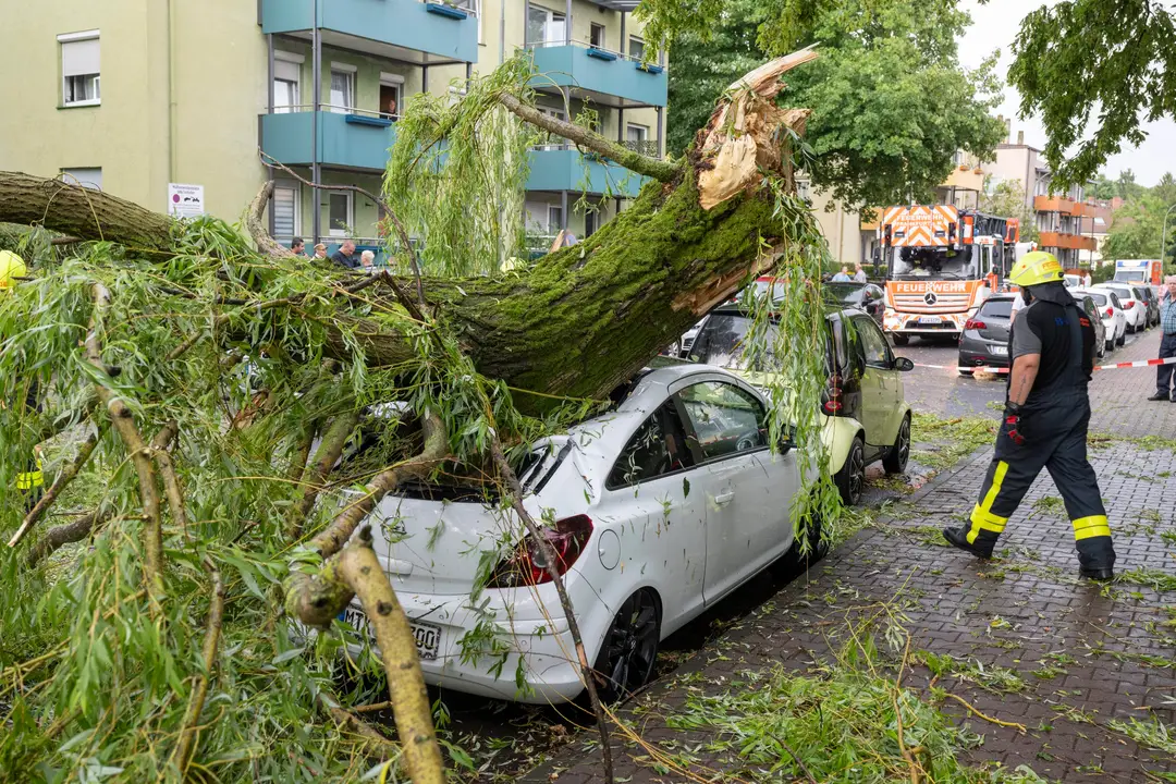 Strom spadnutý na auto.