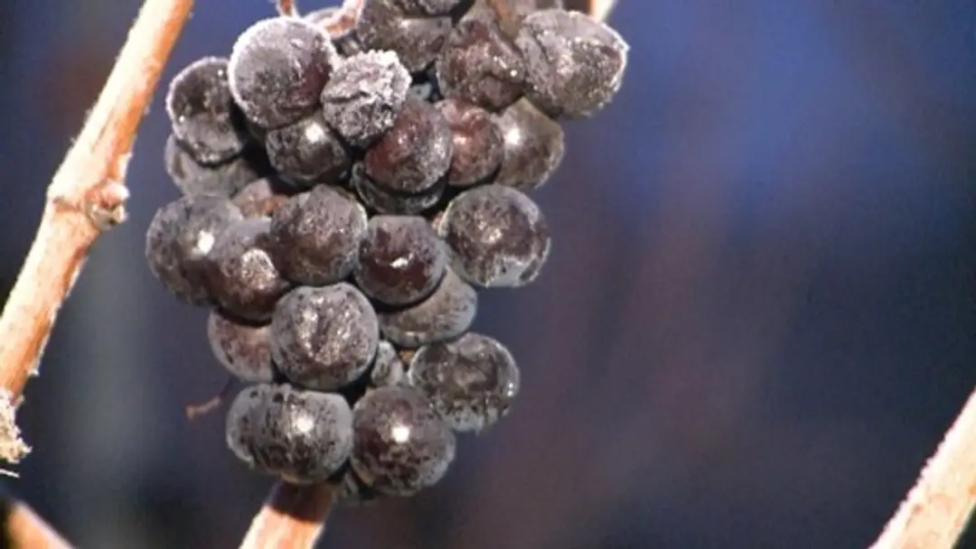 ladove-vino.jpg
