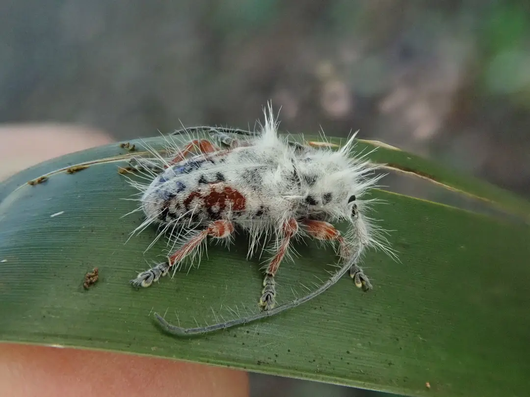 Excastra albopilosa