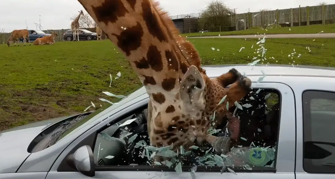 Žirafe sa hlava zasekla v okne na aute, keď ju vytiahla, sklo prasklo.