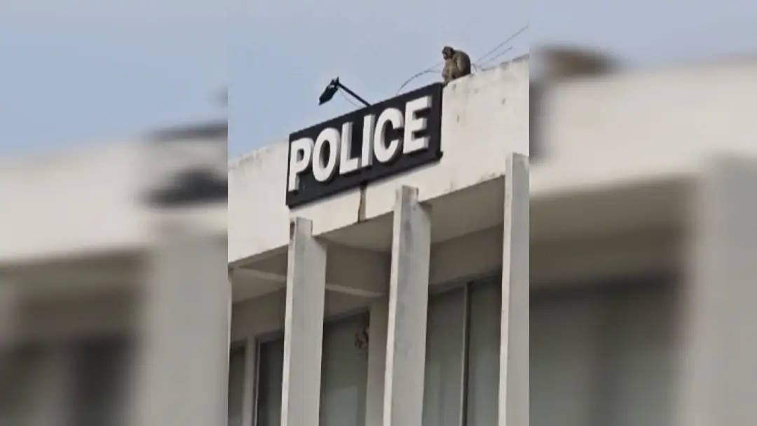 Policajnú stanicu v Thajsku napadlo 200 opíc