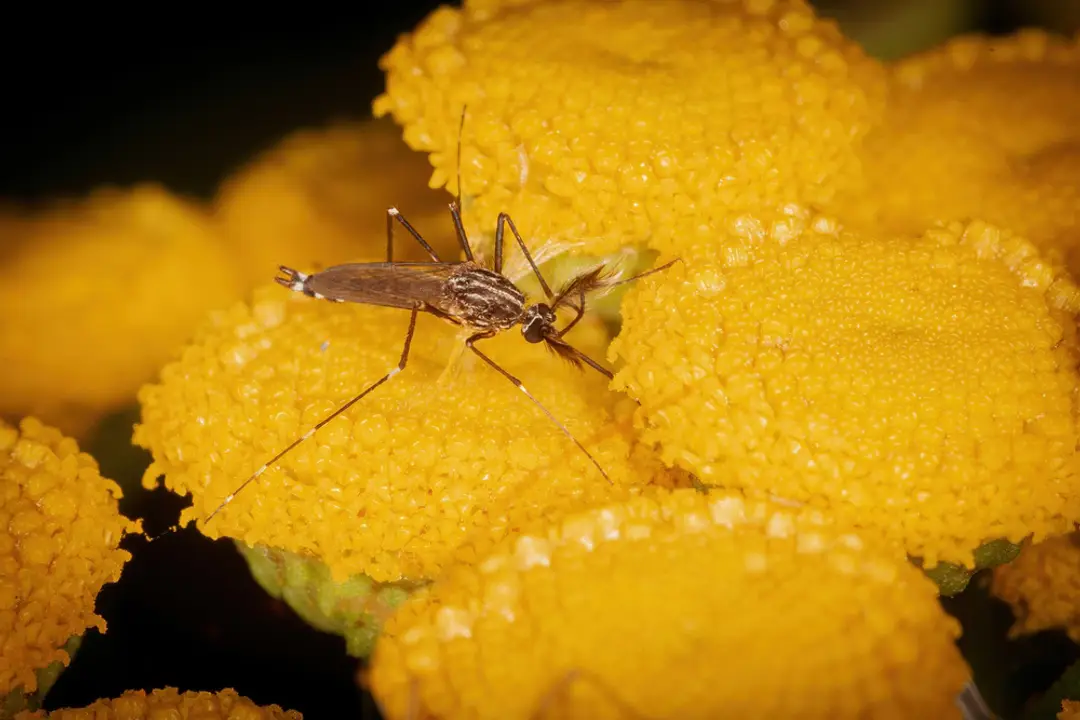 Ázijský komár (Aedes japonicus japonicus)