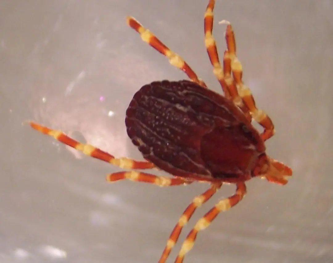 Kliešť Hyalomma marginatum