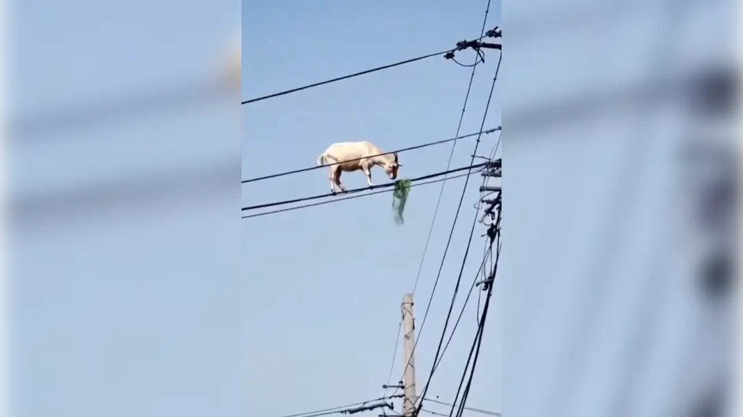Koza na elektrickom vedení zmiatla ľudí na sociálnych sieťach.