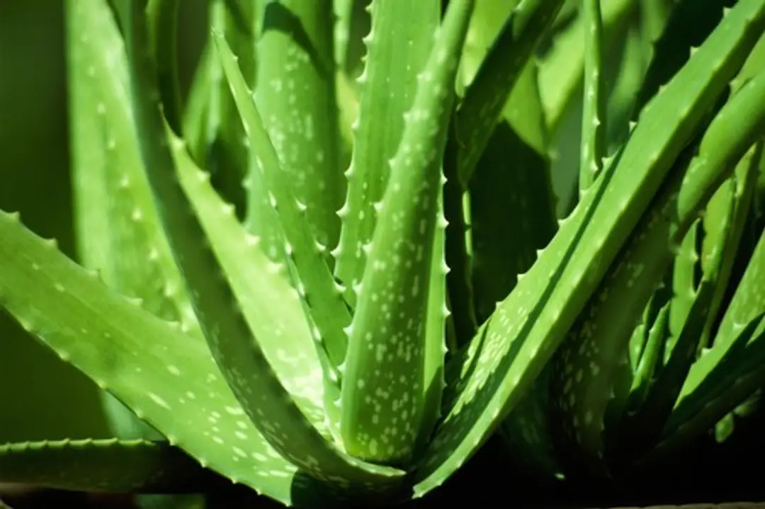 Aloe vera. Ilustračná snímka