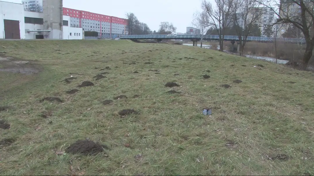 Krtince vo Svidníku.