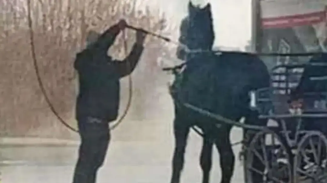 Muž umýva kone v autoumyvárni 