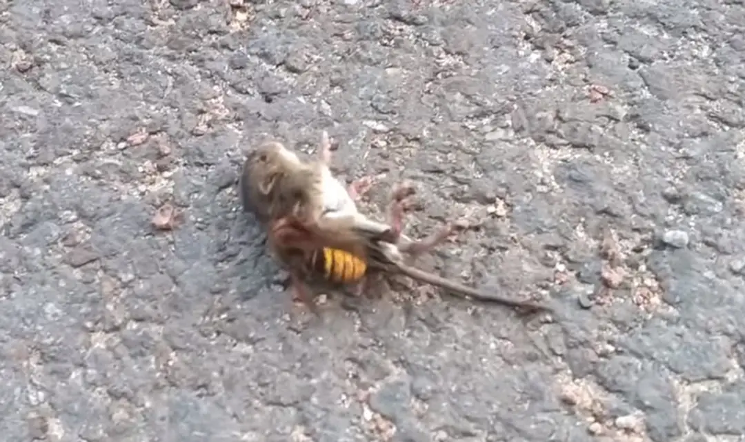 Sršeň napadol myš.