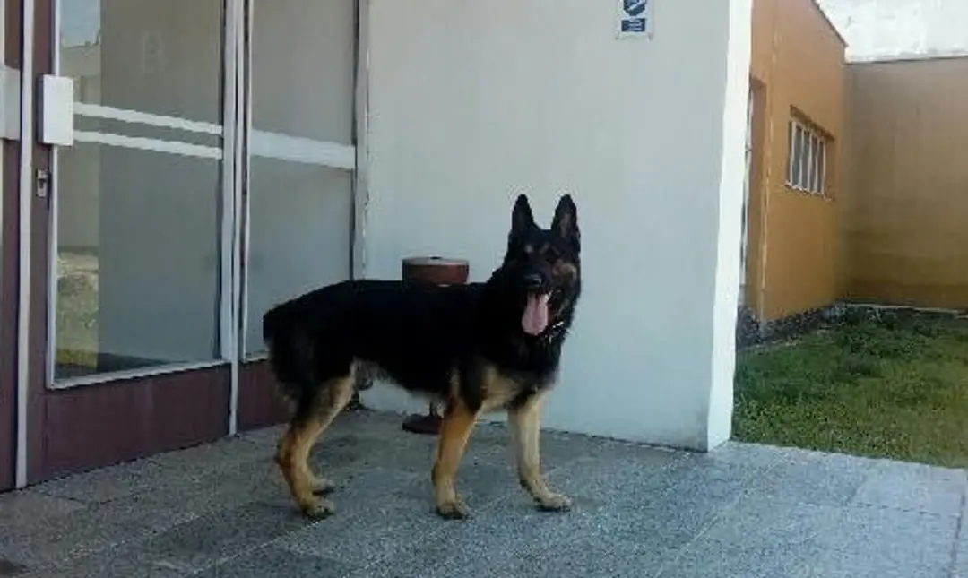 Nemecký ovčiak Assco.