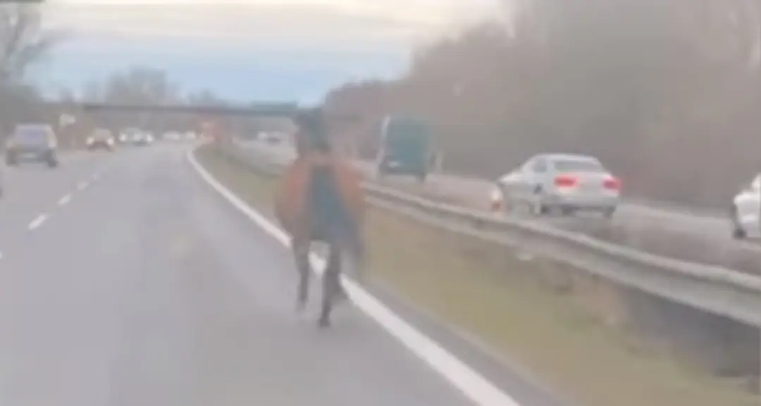 Vystresovaný kôň na diaľnici D2