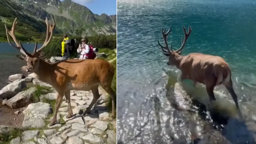 Úchvatné stretnutie v Tatrách.