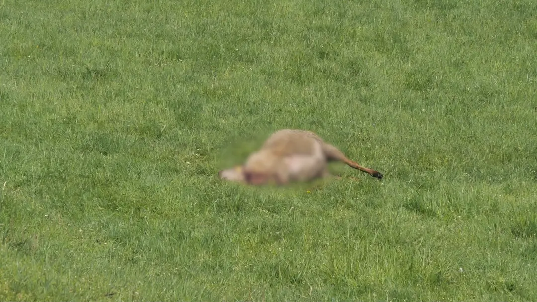 Roztrhaná ovca.