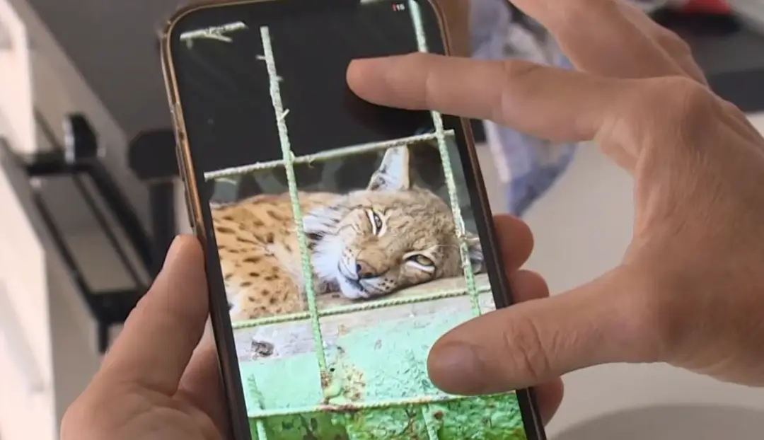 Na snímke leopard, ktorý usmrtil svojho majiteľa.