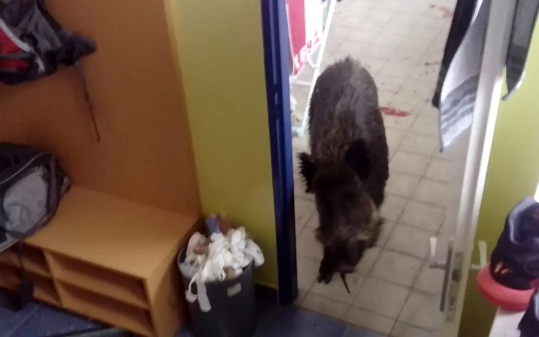 Diviak sa dostal až do budovy základnej školy.