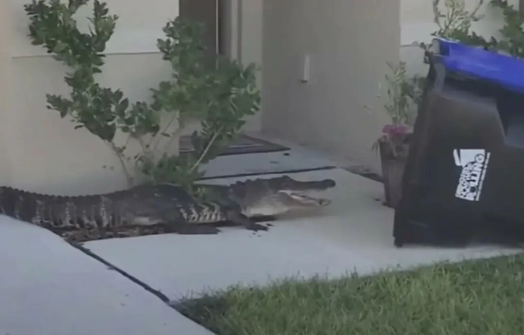 Aligátora dostali do kontajnera na Floride
