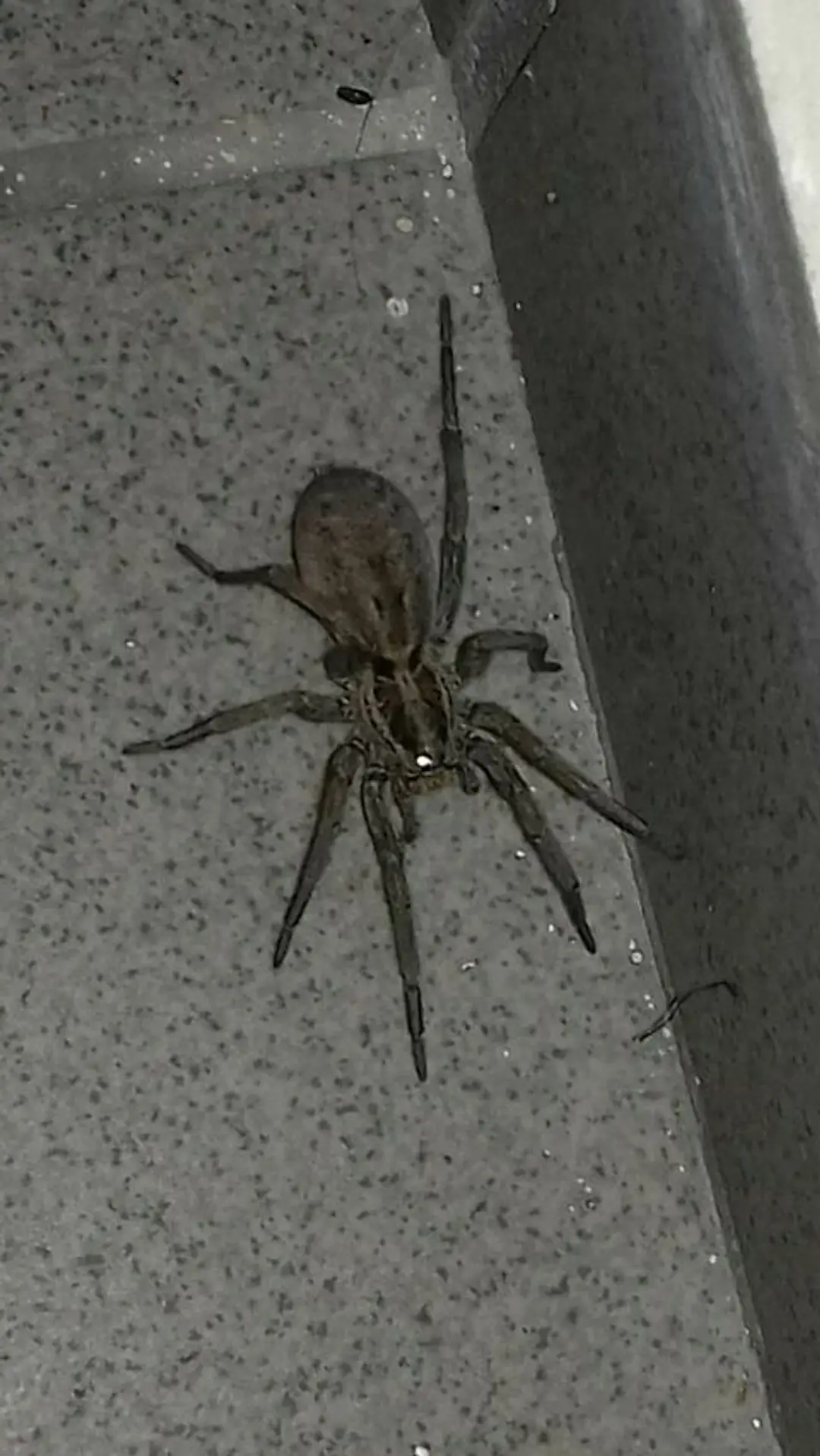 Samica strehúňa južného - Hogna radiata.