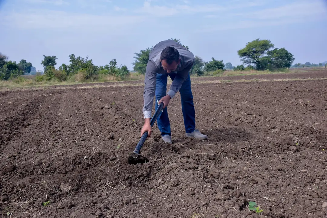 Farmár v Indii