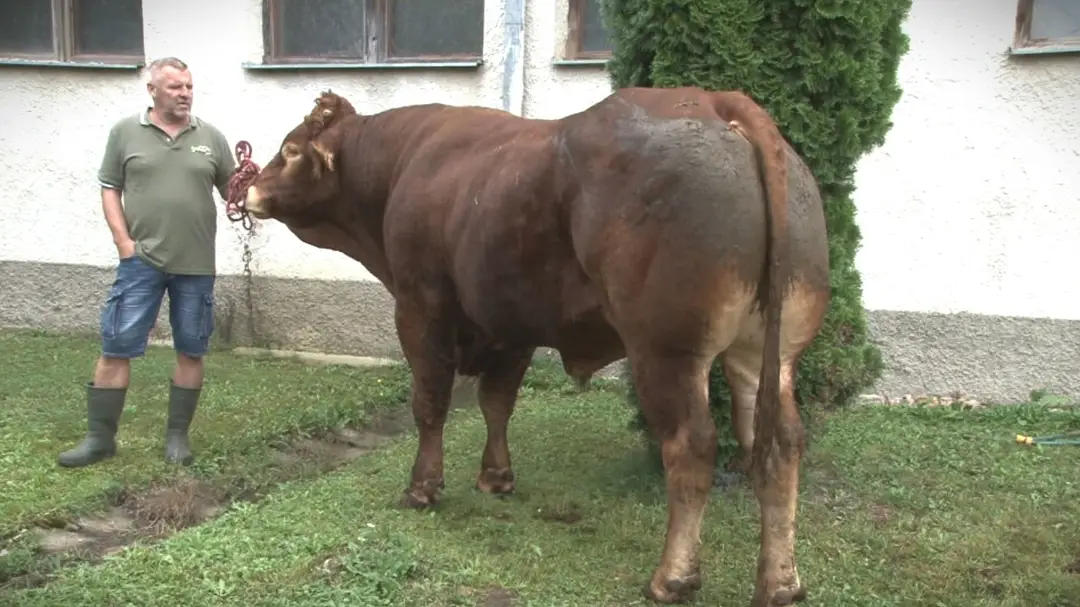 Býk Glenn.