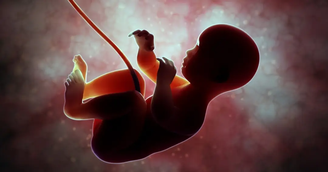 Embryo (ilustračné foto)