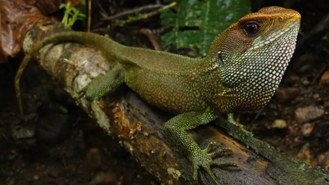 Enyalioides dickinsoni.