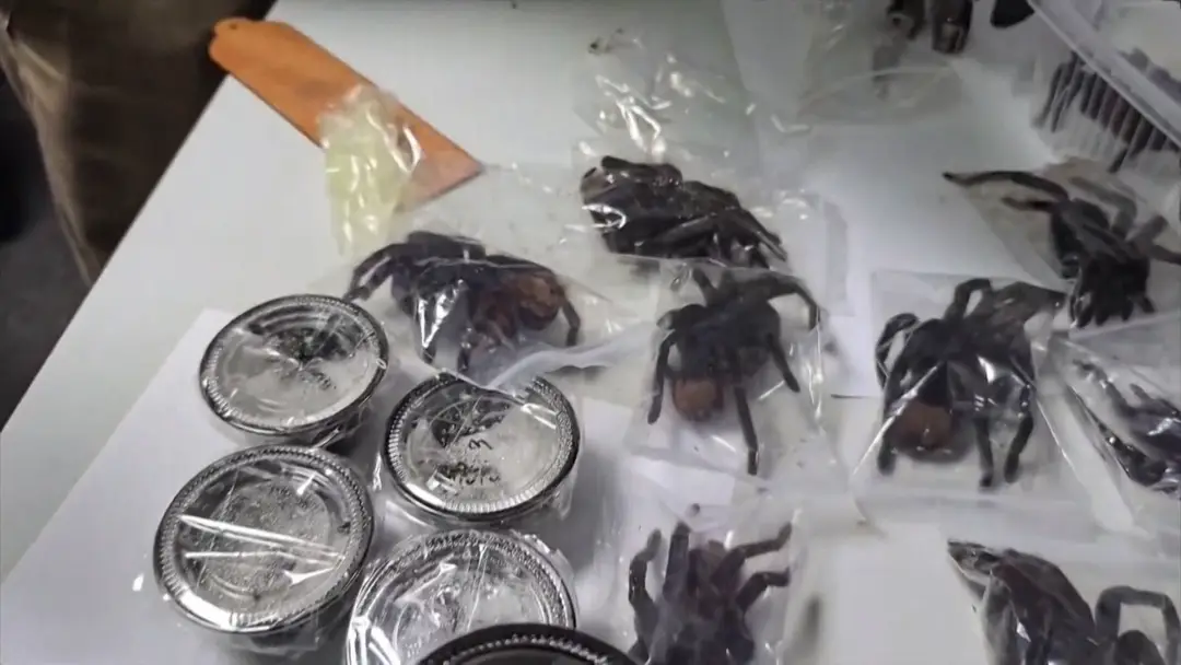 Zabavené tarantuly