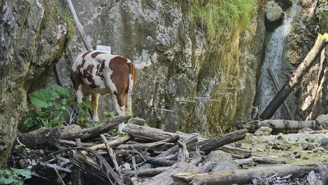 Krava uviazla na ferate.