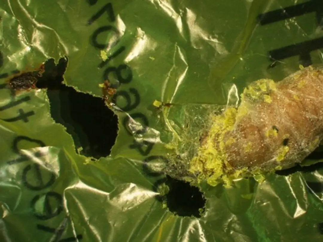 Larva si prežiera cestu igelitovým sáčkom.