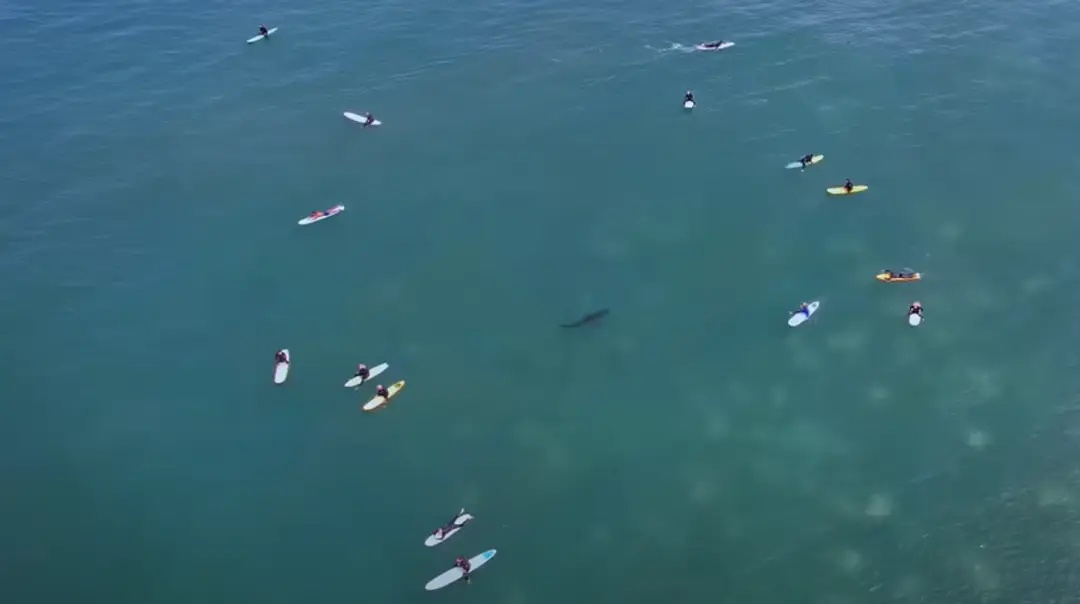 Žralok v tesnej blízkosti surfistov.