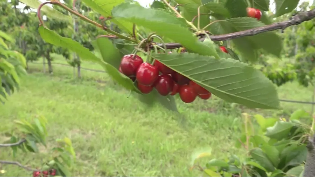 čerešne 