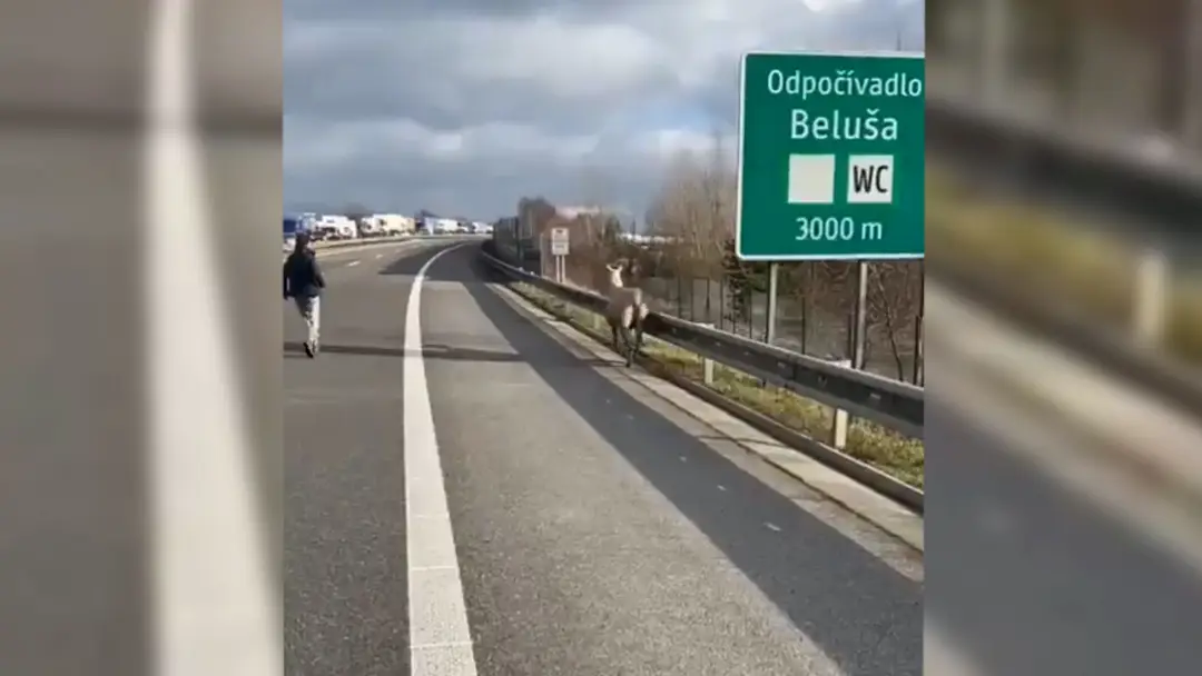 Splašená lama na diaľnici v blízkosti Ladiec.
