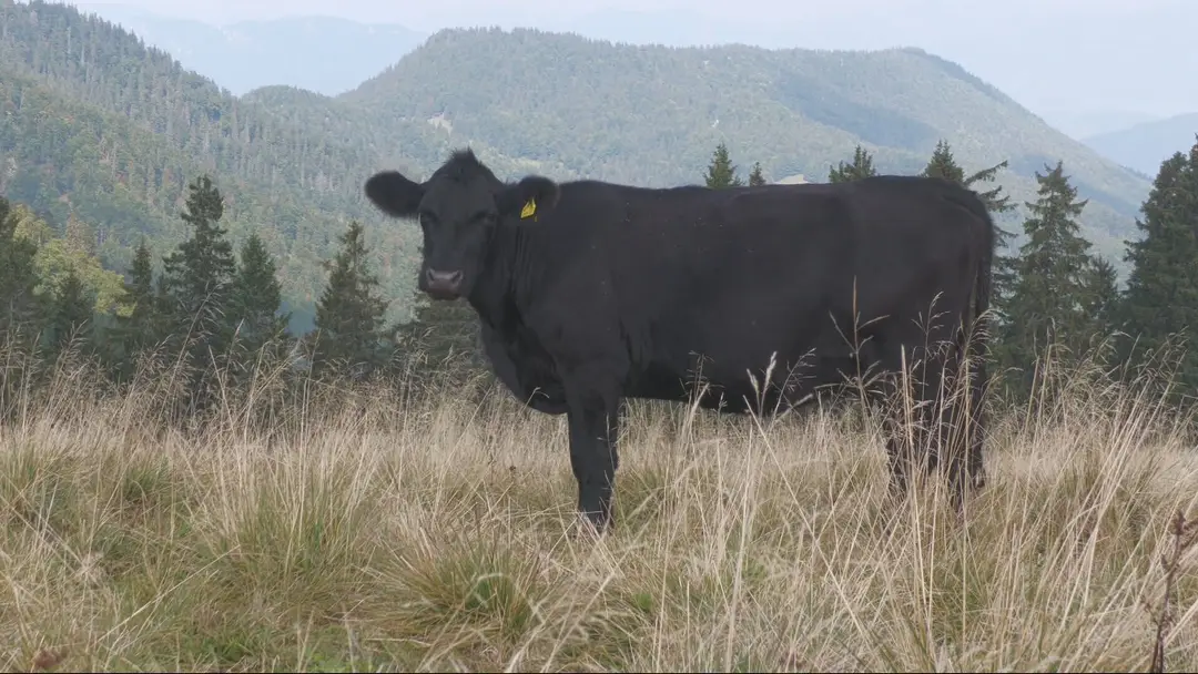 Slintačka a krívačka na Slovensku