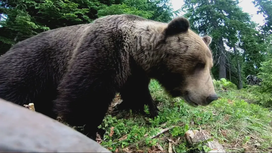 Medveď