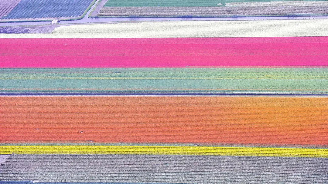 Tulipánové pole z Holandska. 