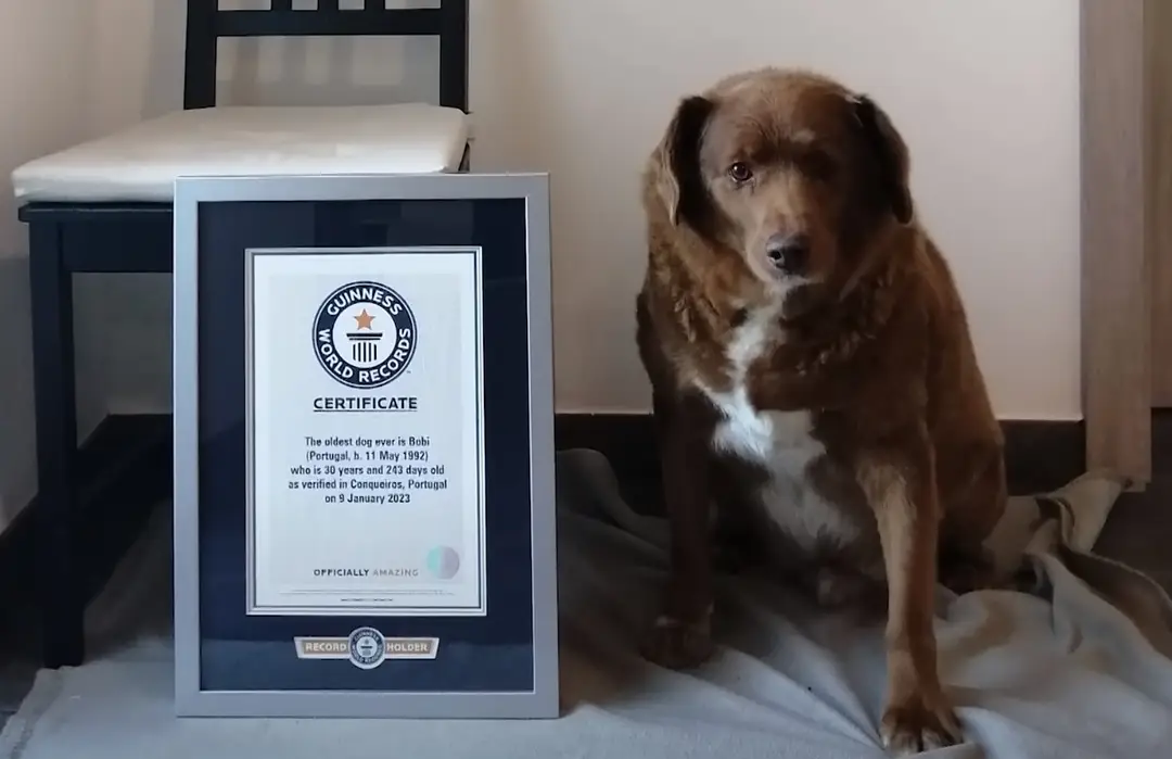 Bobbi - najstarší pes sveta.
