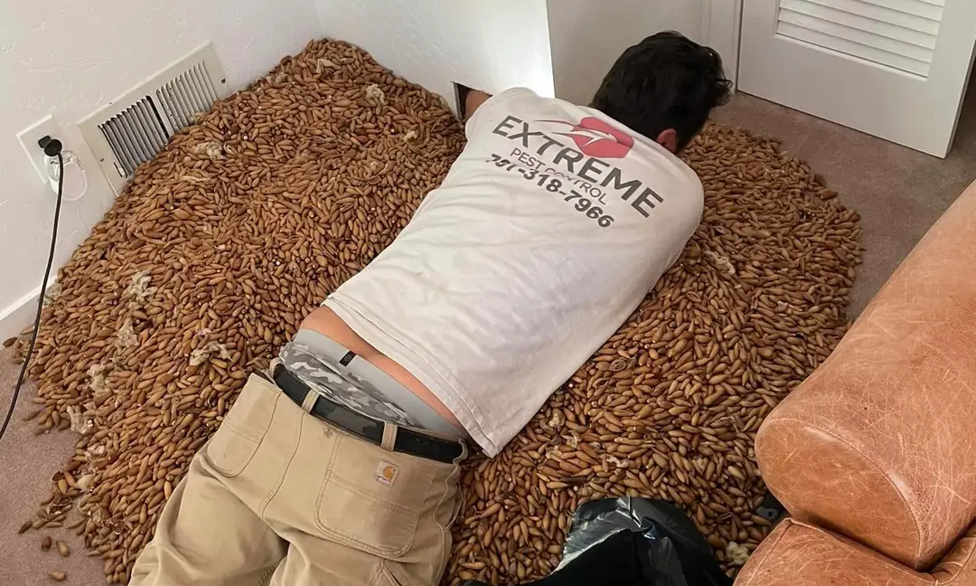 Hubiteľ škodcov vyberá žalude zo steny domu.