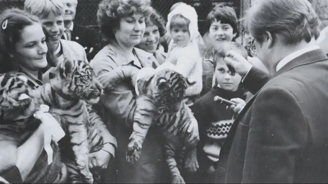 Archívna fotografia tigríčat zo ZOO Bojnice.