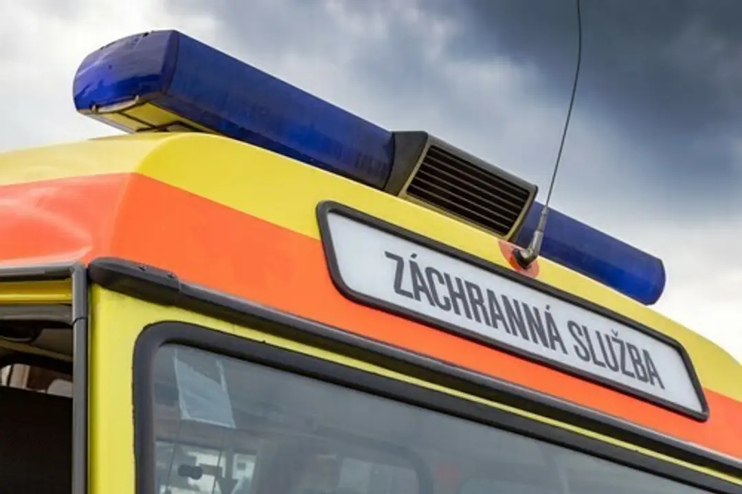Pracovníci sa snažia udržať slona pod kontrolou.