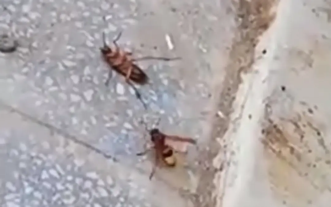 Súboj medzi osou a švábom.