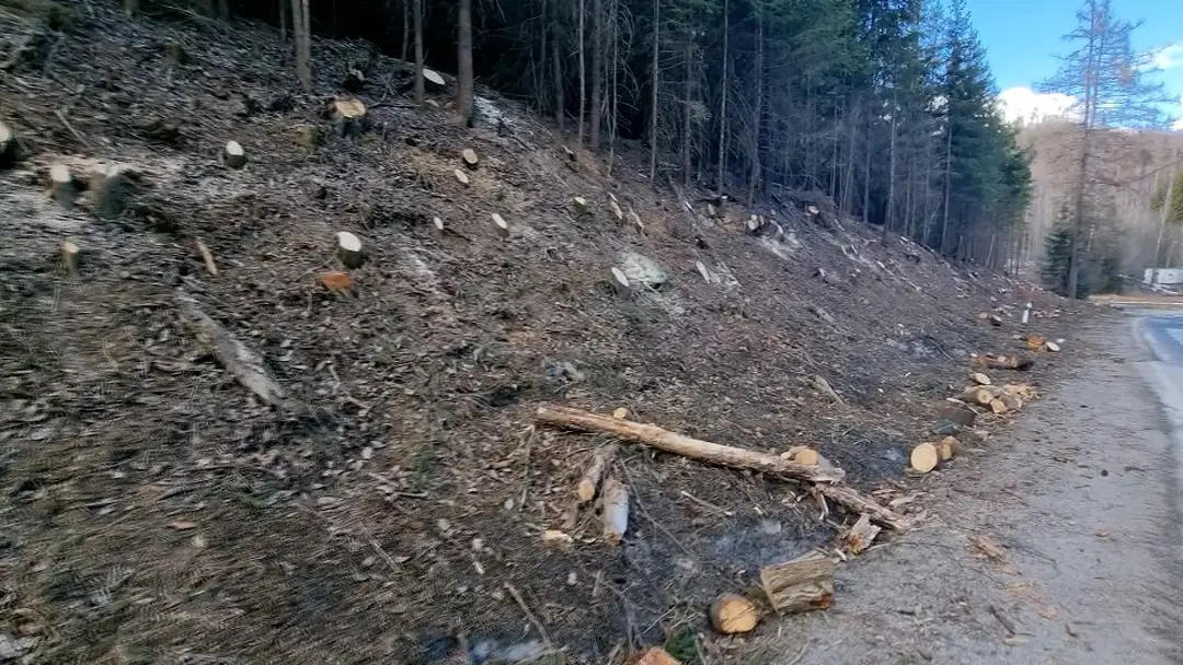 Zrezané stromy pri Ceste slobody.