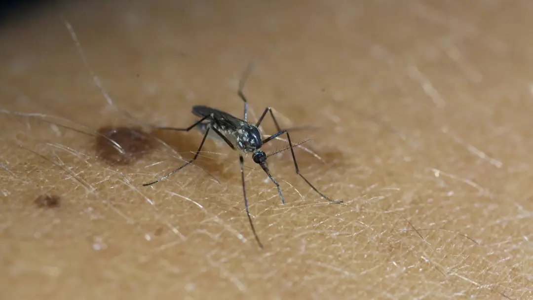 Nový liek dokáže ľudskú krv premeniť na jed proti komárom
